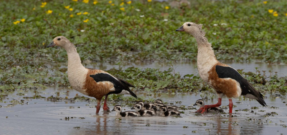 Orinoco Goose. Photo: D. Ascanio.
